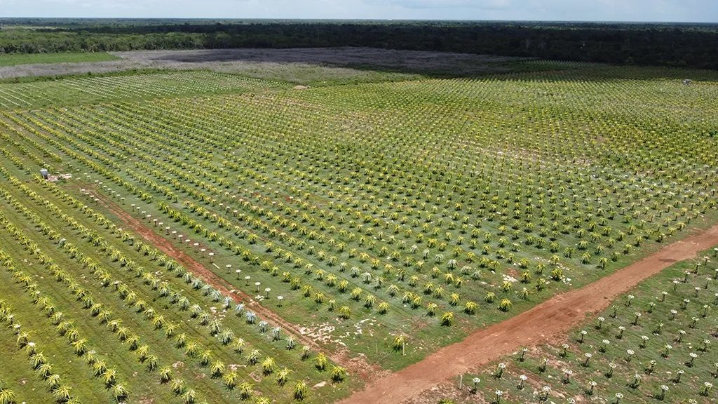 Video de presentación de Pitahaya Investments