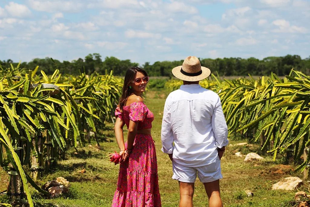 Plantación de pitahaya en Mérida, Yucatán